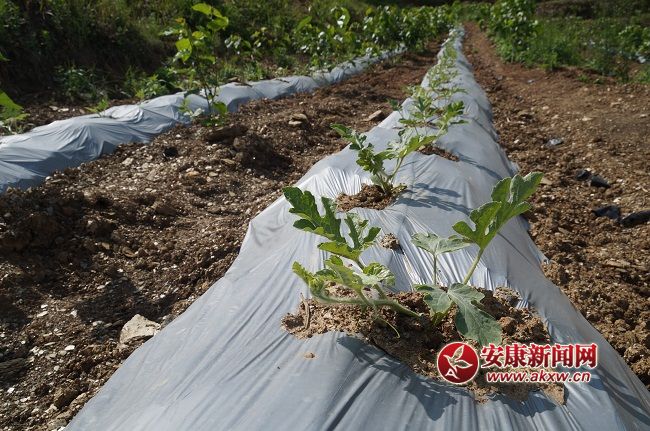 ��һ������L(zh��ng)��(sh��)ϲ�����Y���ֽ�B���@��һ�N�� �����۵ă�(y��u)�|(zh��)����Ʒ�N��Ŀǰ�Ј�(ch��ng)ϡȱ���ۃr(ji��)����(hu��)������ͨƷ�N������.JPG