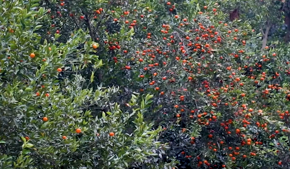 ��ꖣ������S�� ���r(n��ng)����