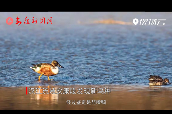 ҕ�����h�����򰲿��ΰl(f��)�F(xi��n)���B�N