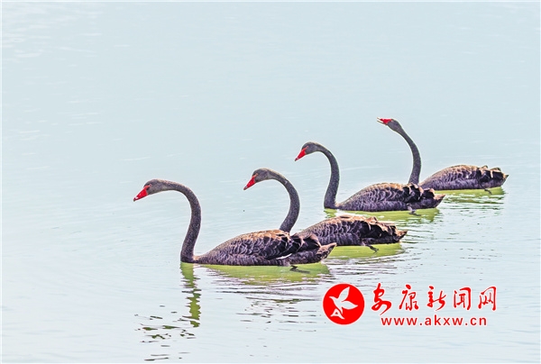 �����h���W(w��ng)�t�������Z�����L(f��ng)ӛ