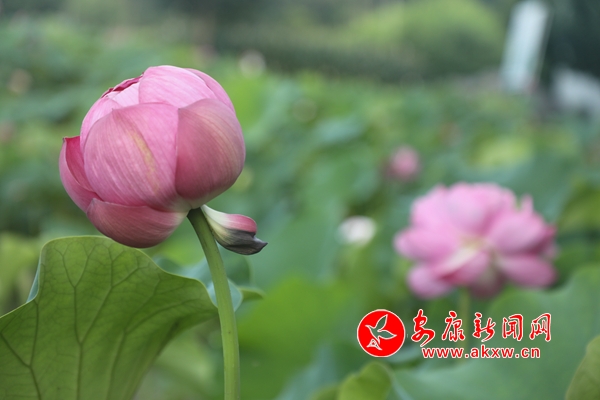 ���ĺɻ��� �p������(d��ng)�r(sh��)