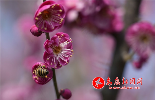 �ѻ�����������