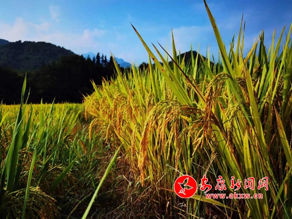 ����ӭ�L(f��ng)չ