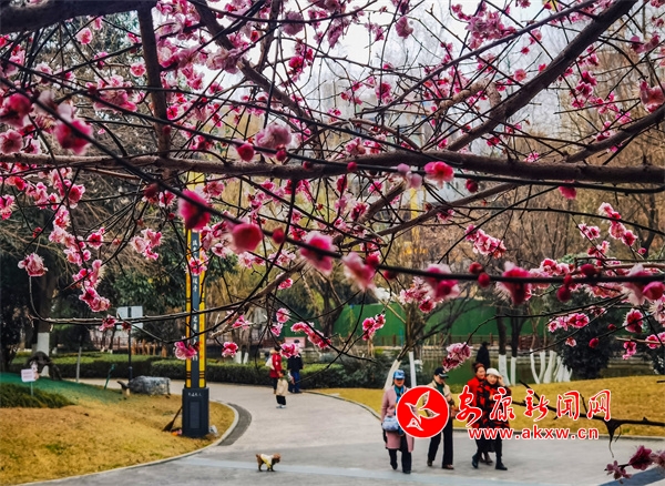 �����Ļ����@������