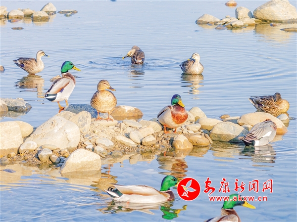 ˮ�B(ni��o)ӭ��ů