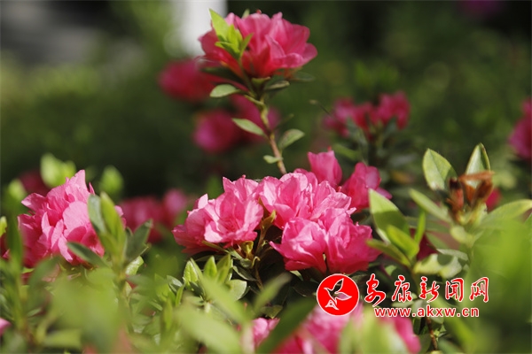 ���N���_(k��i)�e�Ӽt