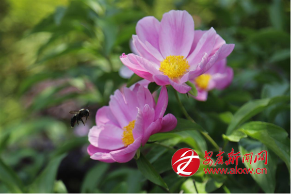 ���ޣ���ˎ���_(k��i)ӭ����