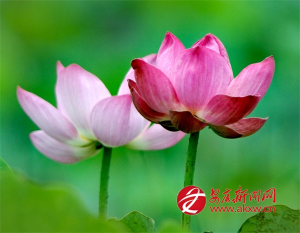 ����ߺ��_(k��i)