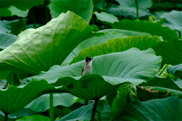 ��ǰɽ��ˮ�� �����B(ni��o)�Z(y��)�x�Q