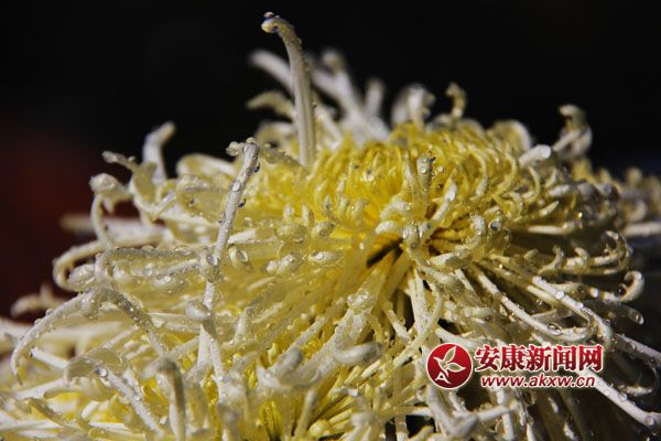 9���ջ���������ʢ�_��������磬������Ƣ������ӭ�L(f��ng)ŭ�ţ�׿Ȼ���������S�ٻ�ͬ�������c�ٻ����������c�������s�����c�ĺɠ��G