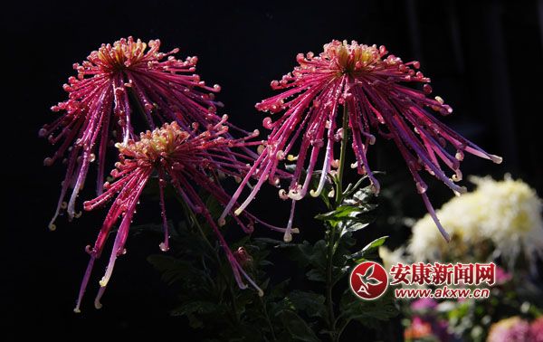 2���ջ���ʒɪ�����L(f��ng)�Џ��㣬׌���c(di��n)����ļ���(ji��)���ˎ׷������͜�������ɫ�ջ��_�û��F(tu��n)�\�ء���(zh��ng)�涷�G��׌���p�Đ�Ŀ���ĕ�������