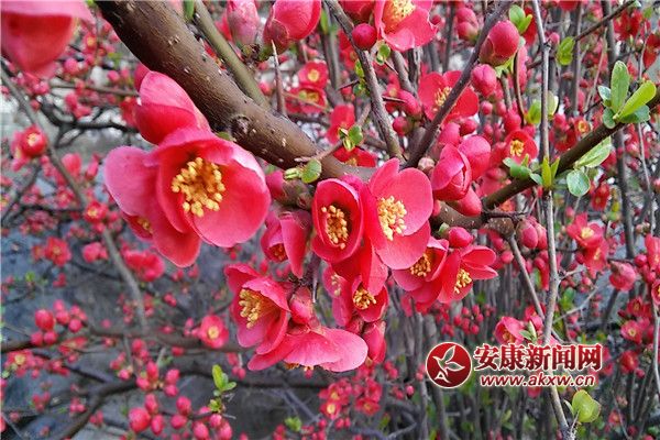 �����č���