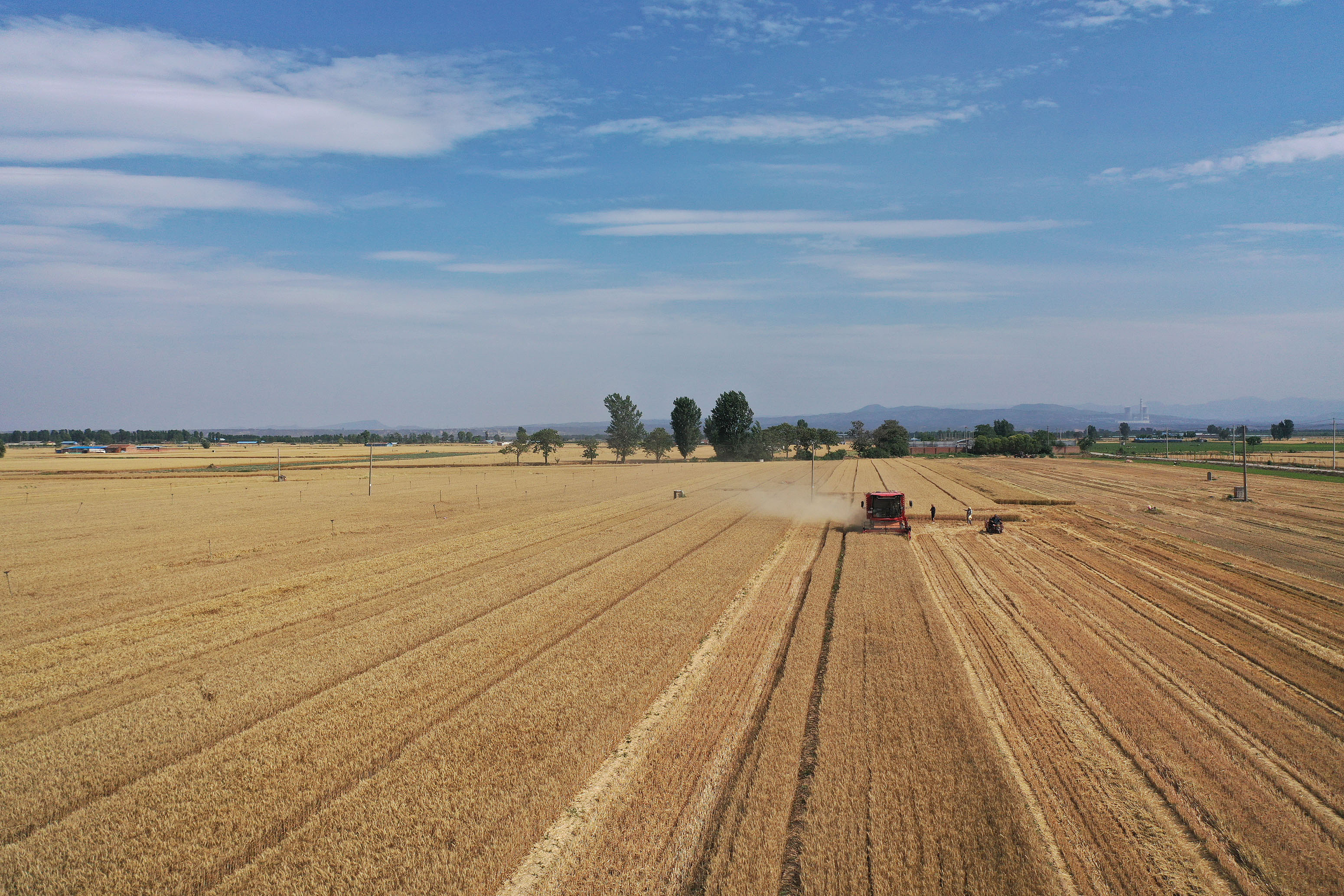 2025年6月3日，河南焦作，溫縣黃河街道灘王莊村農(nóng)民駕駛收割機收獲小麥。