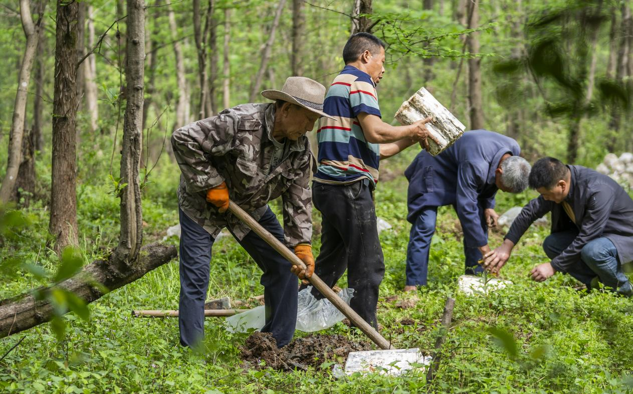 2025年4月16日，江西新余，仙女湖區(qū)河下鎮(zhèn)花園村林場，人們正在搬運(yùn)、栽植靈芝菌棒。